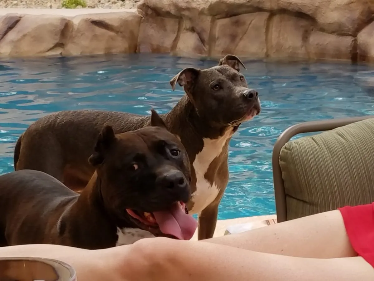 Bella & Bruno, a member of the pet family