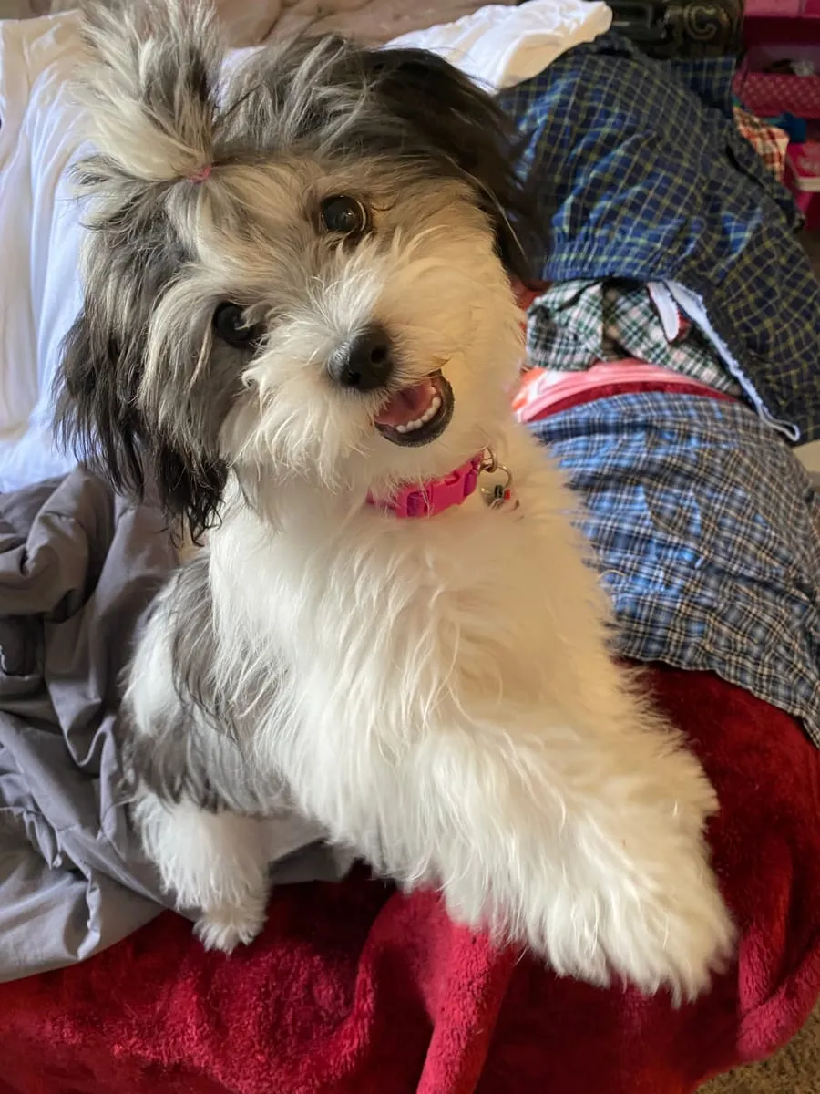 Daisy Duke, a member of the pet family