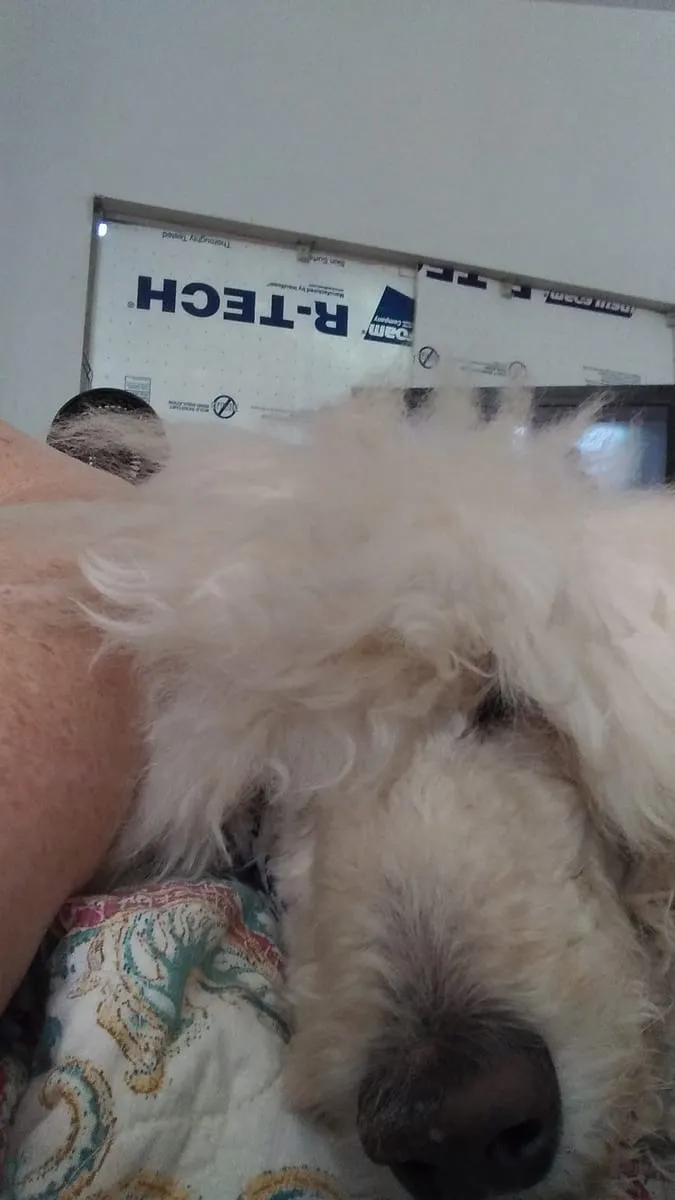 Diamond, a member of the pet family