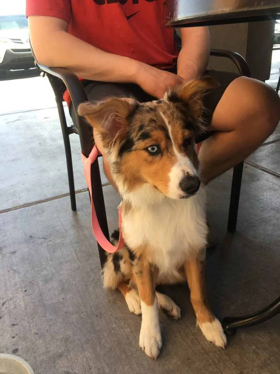 Gemma Jo, a member of the pet family