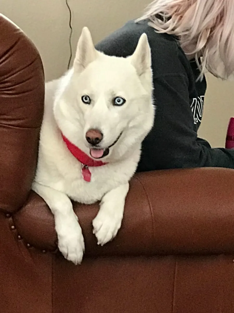 Lola, a member of the pet family