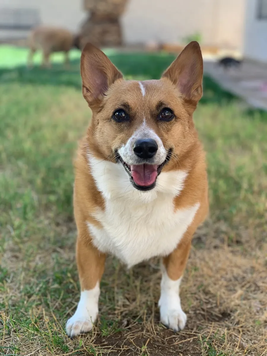 Macie, a member of the pet family
