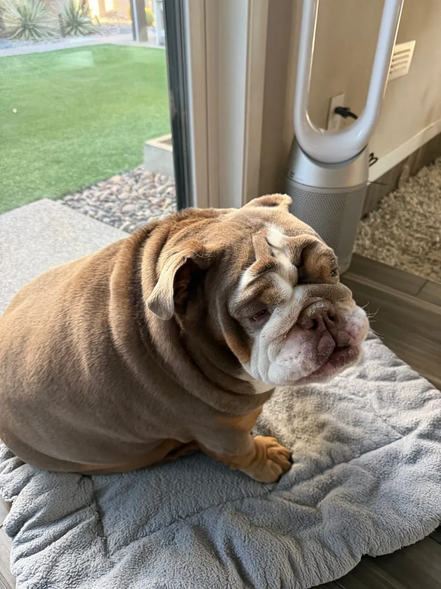 Marley, a member of the pet family