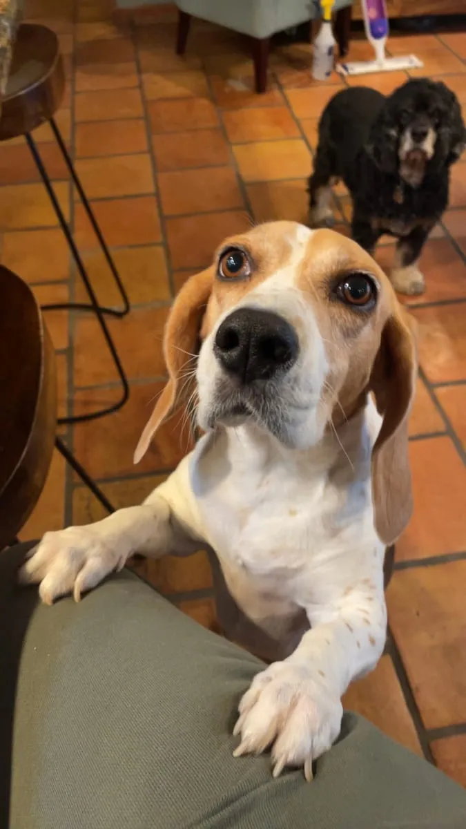 Munchkin, a member of the pet family