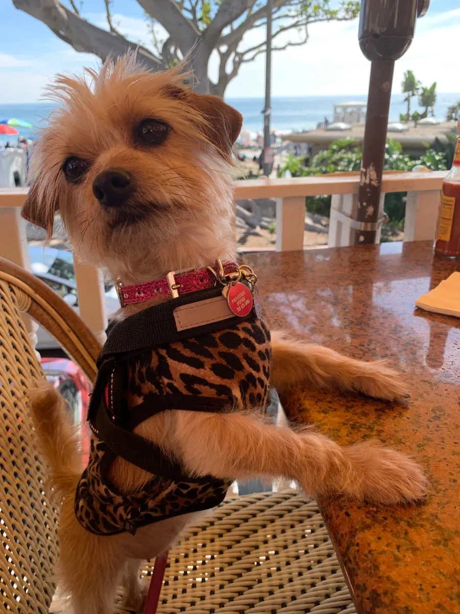 Princess Piper, a member of the pet family