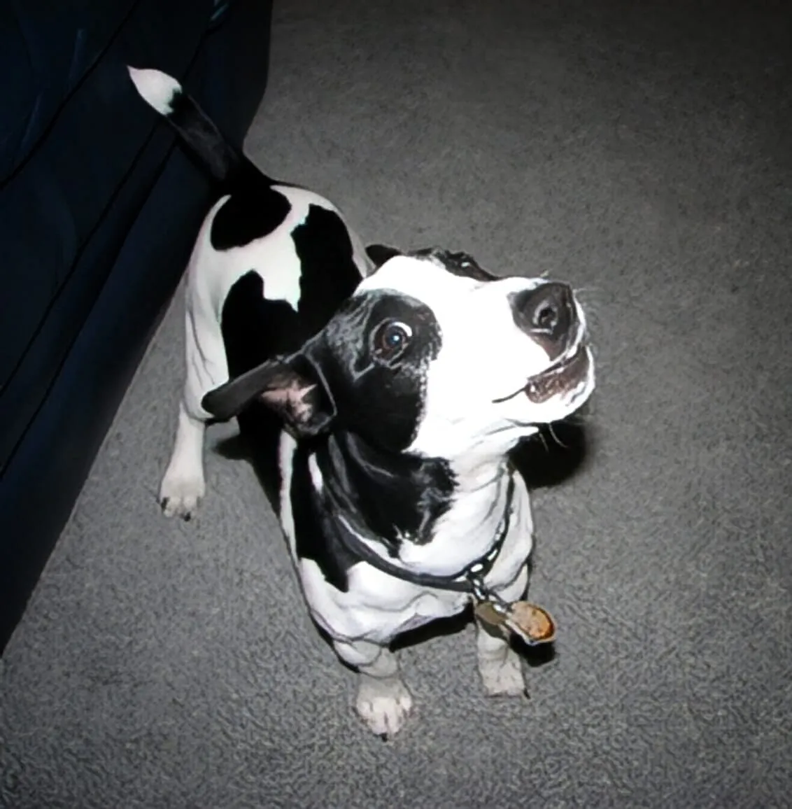 Scuppers, a member of the pet family