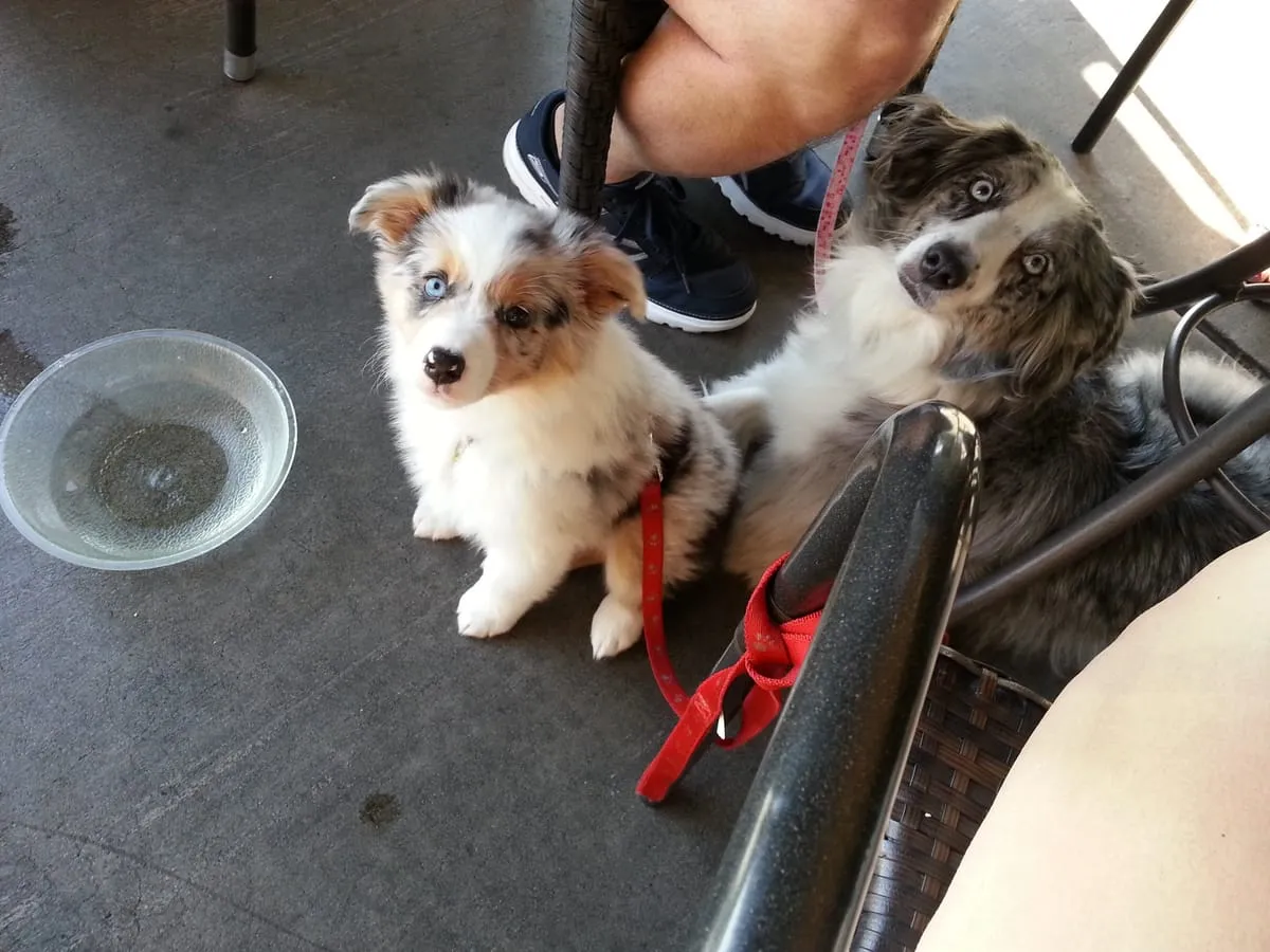 Sierra & Tres, a member of the pet family