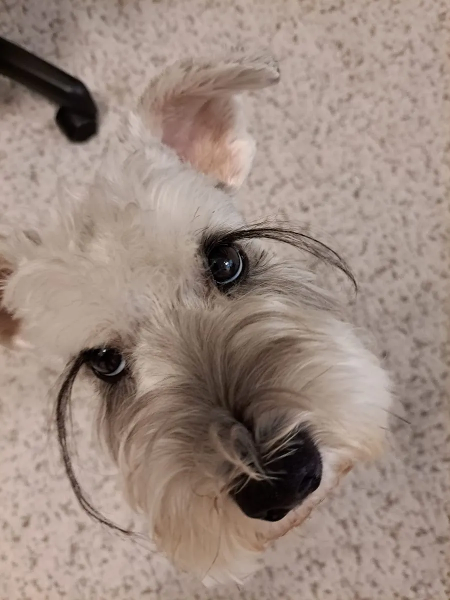 Smokey, a member of the pet family