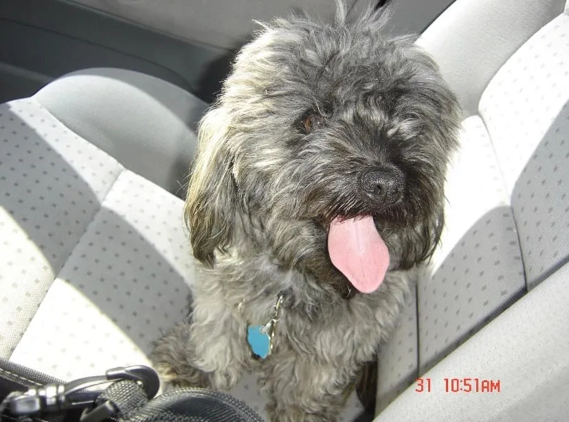 Toby, a member of the pet family