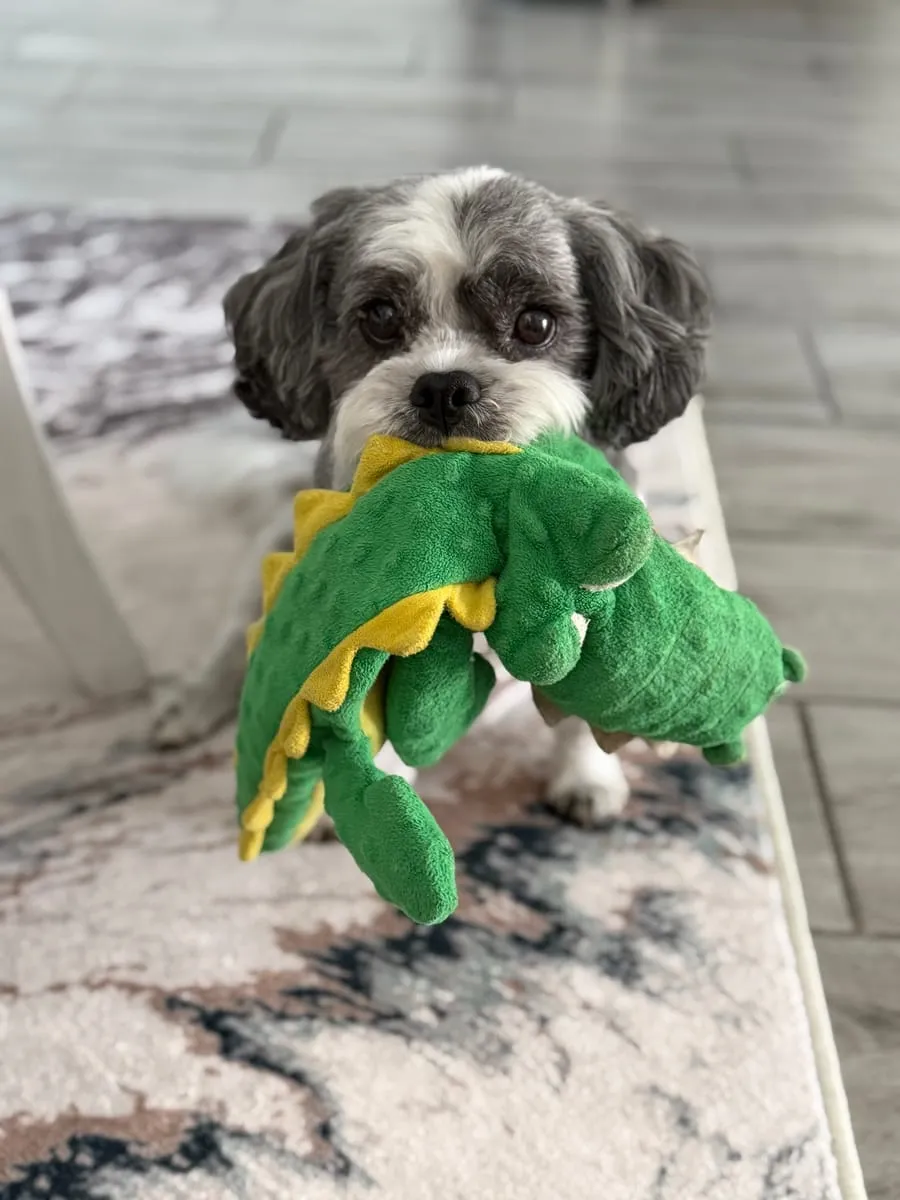 Willie, a member of the pet family